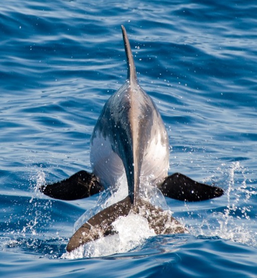 habitat golfinho-bicudo 