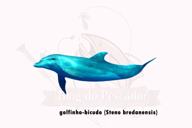 golfinho-bicudo (steno bredanensis)