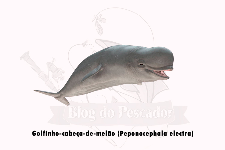 golfinho-cabeca-de-melao (peponocephala electra)