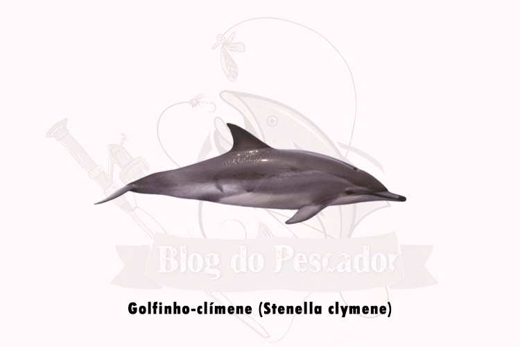 golfinho-clímene (stenella clymene)