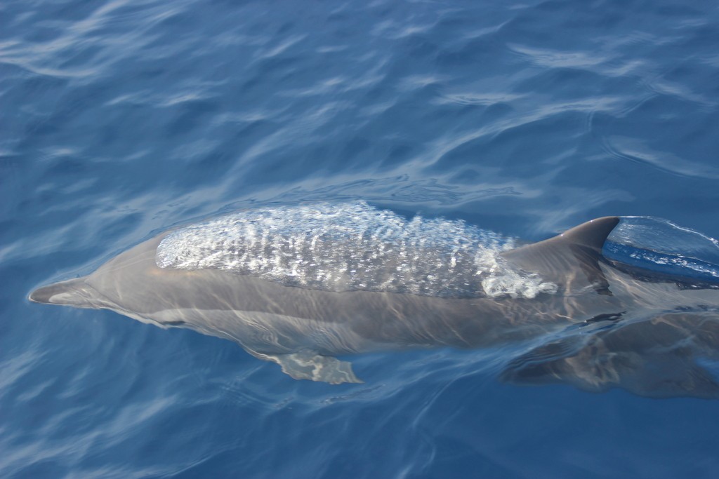 golfinho-clímene