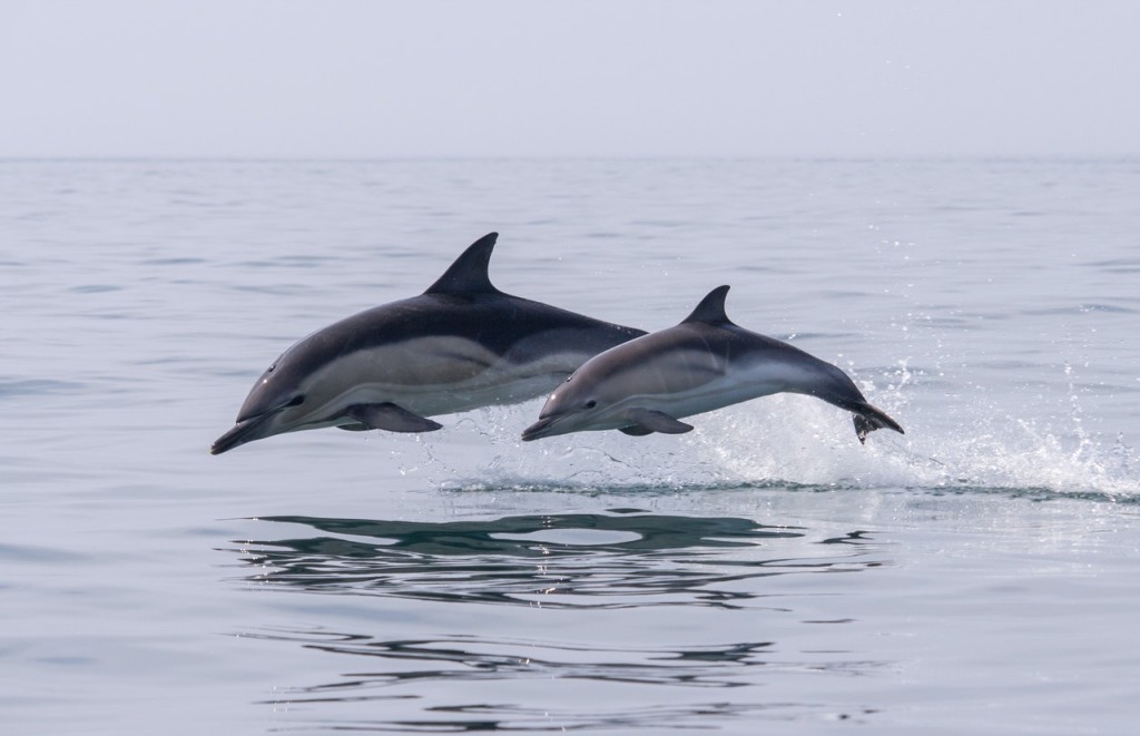 golfinho-comum