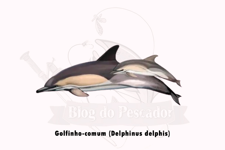 golfinho-comum (delphinus delphis)
