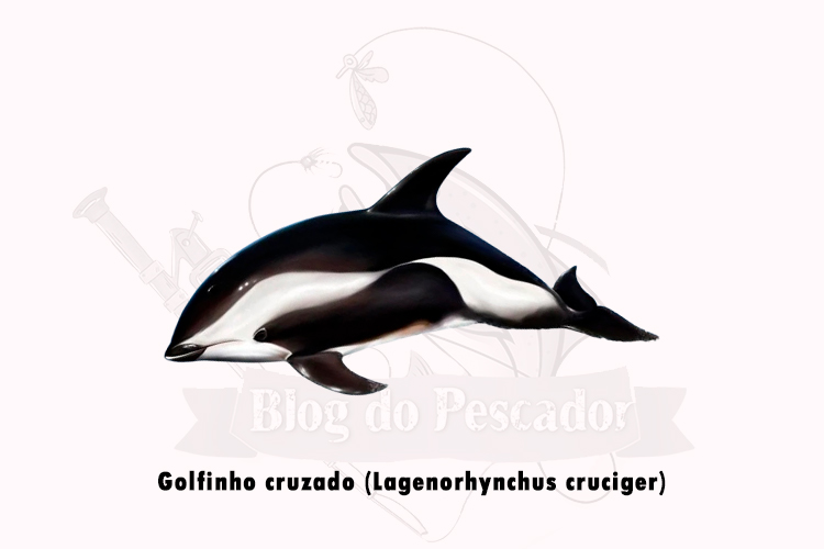 golfinho cruzado (lagenorhynchus cruciger)