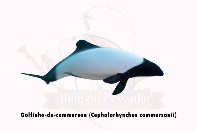 golfinho-de-commerson (cephalorhynchus commersonii)