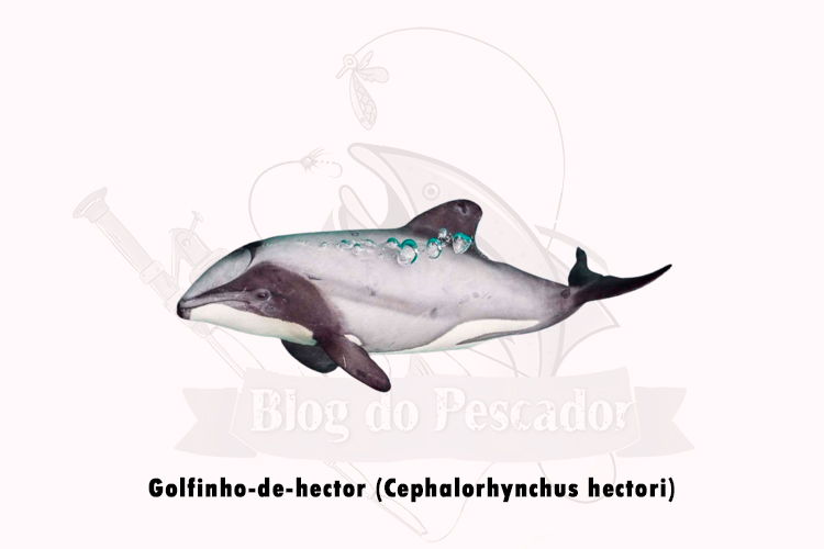 golfinho-de-hector (cephalorhynchus hectori)