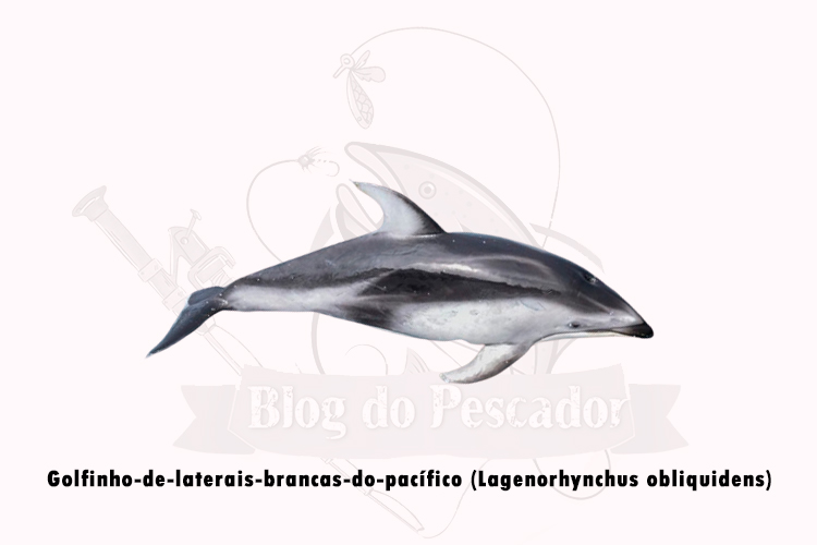 golfinho-de-laterais-brancas-do-pacífico (lagenorhynchus obliquidens)