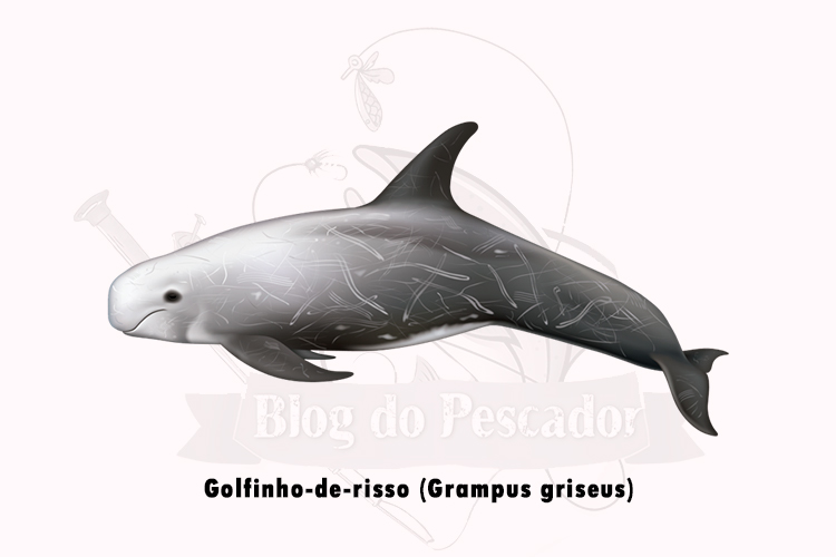 golfinho-de-risso (grampus griseus)