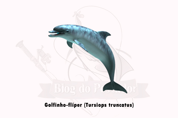 golfinho-flíper (tursiops truncatus)