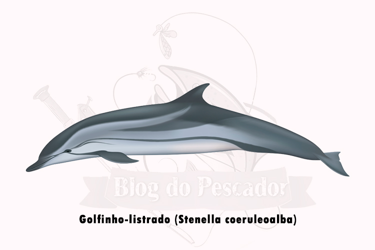golfinho-listrado (stenella coeruleoalba)