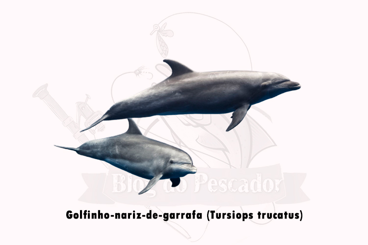 golfinho-nariz-de-garrafa (tursiops trucatus)
