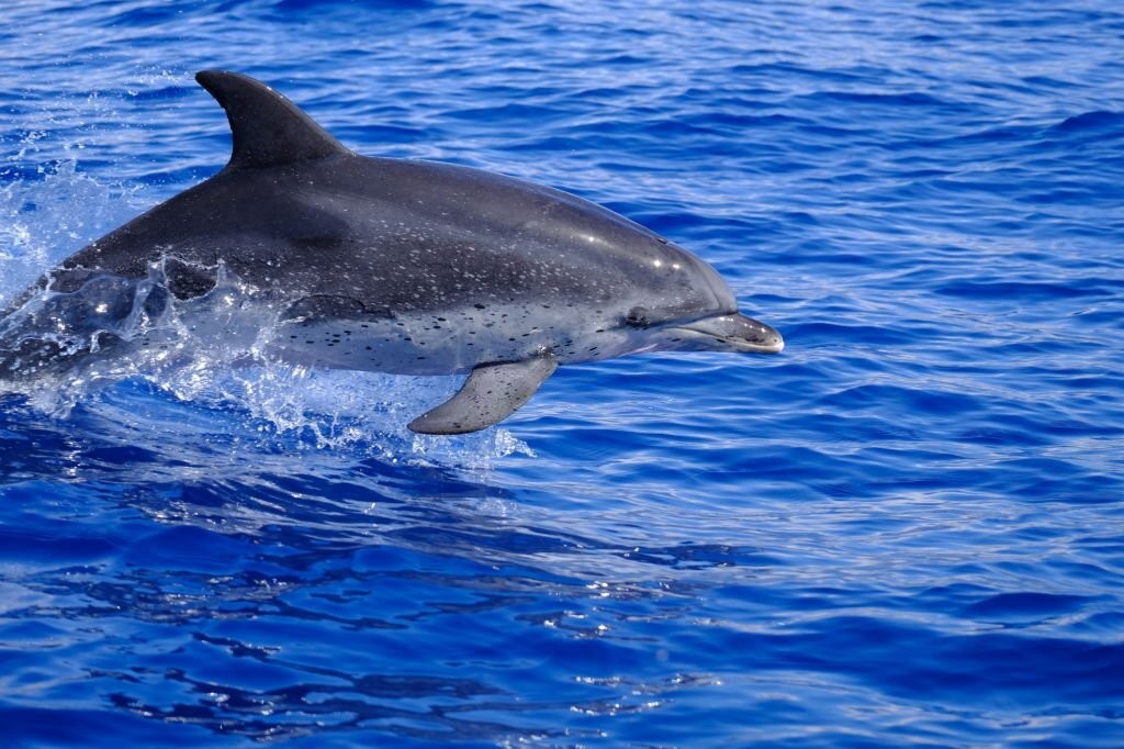 golfinho-pintado-do-atlântico