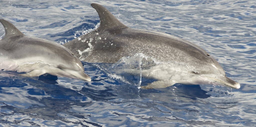 golfinho-pintado-do-atlântico