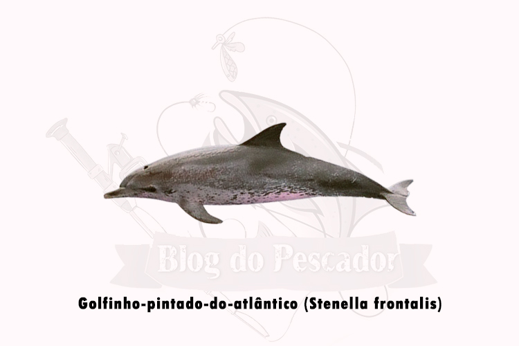 golfinho-pintado-do-atlantico (stenella frontalis)