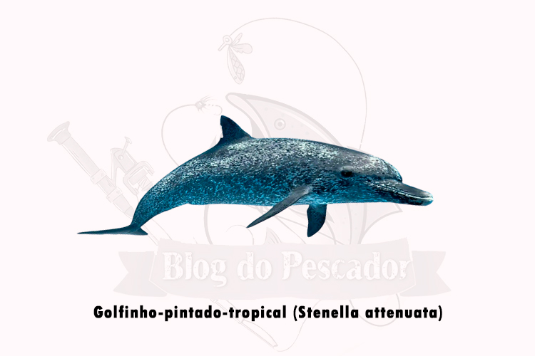 golfinho-pintado-tropical (stenella attenuata)