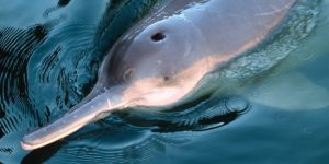 golfinho-pontoporia
