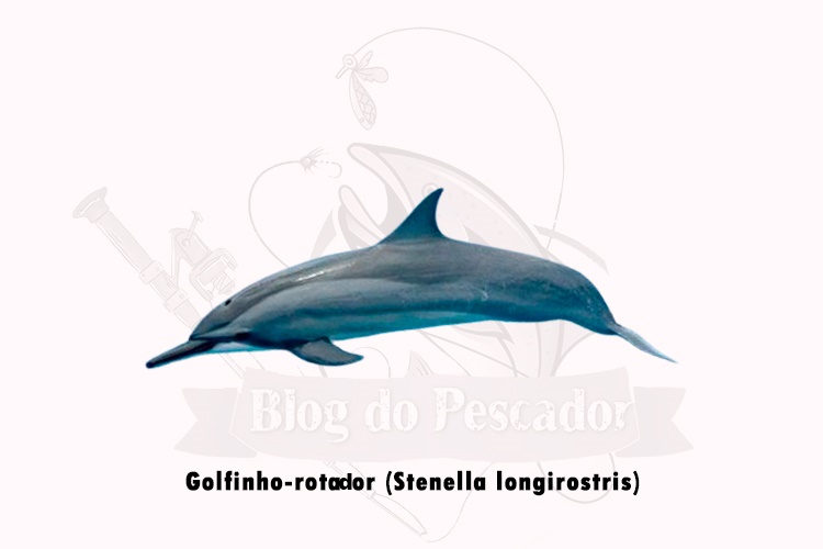 golfinho-rotador (stenella longirostris)
