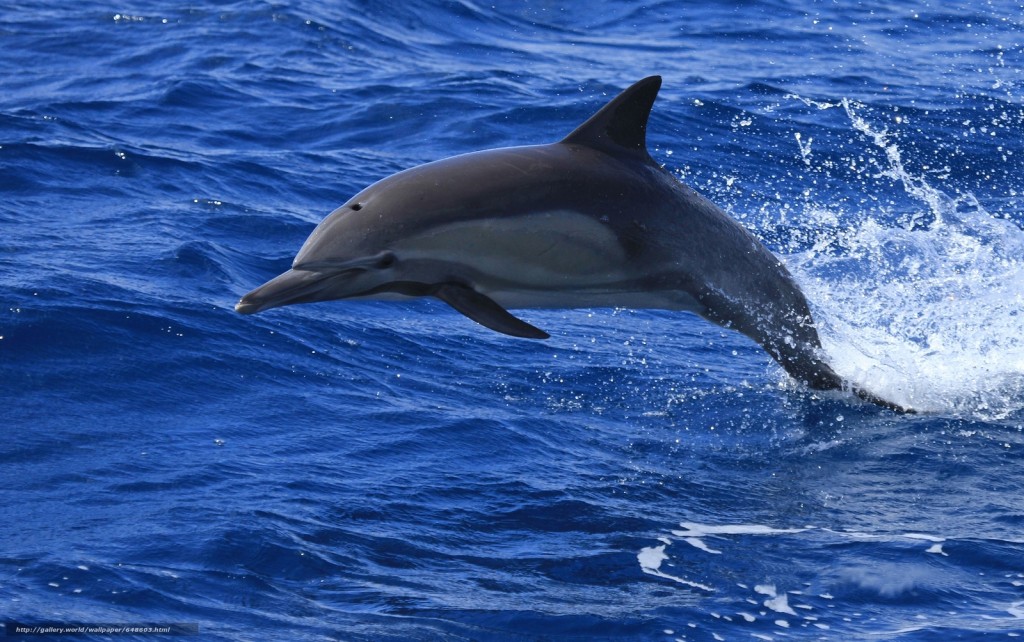 golfinhos-pintados-pantropical