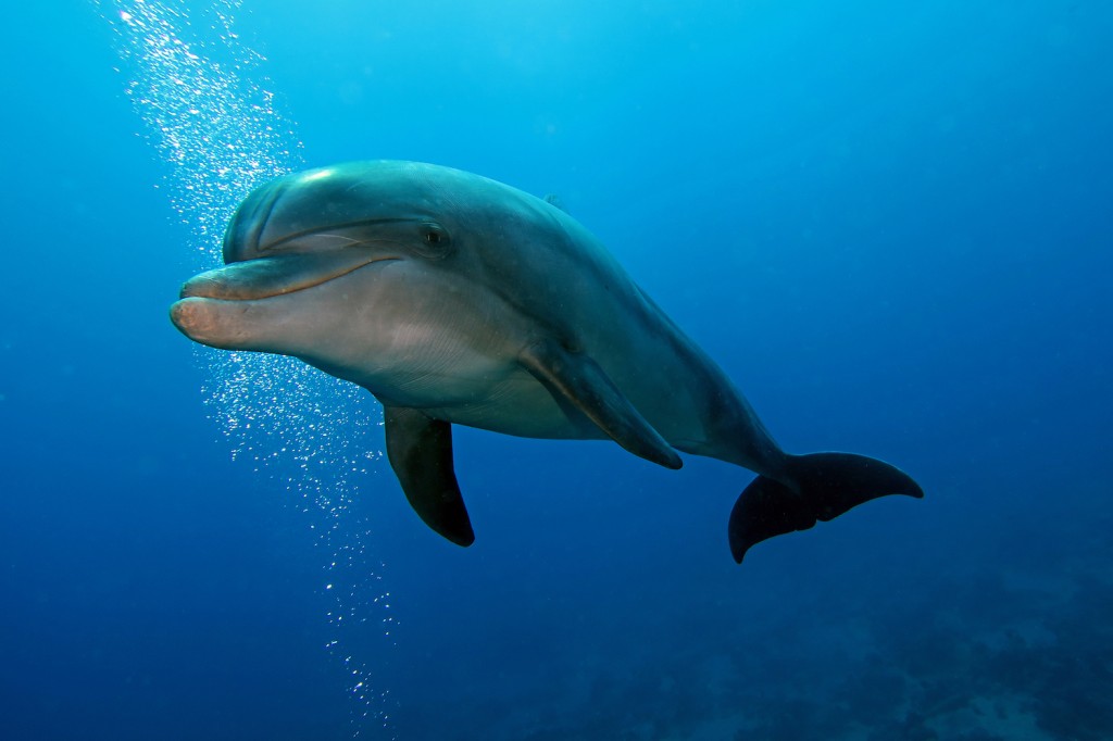 habitat do golfinho-fliper