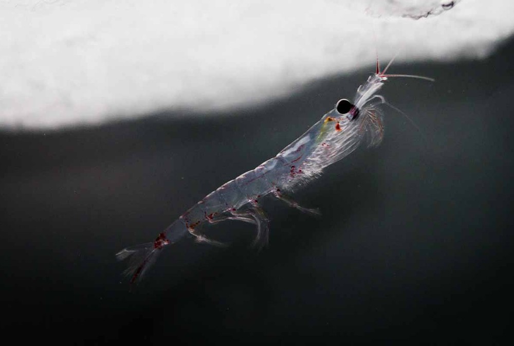 importancia ecologica do krill