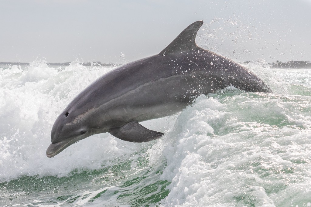 inimigos naturais do golfinho-flíper