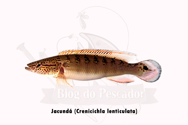 jacunda (crenicichla lenticulata)