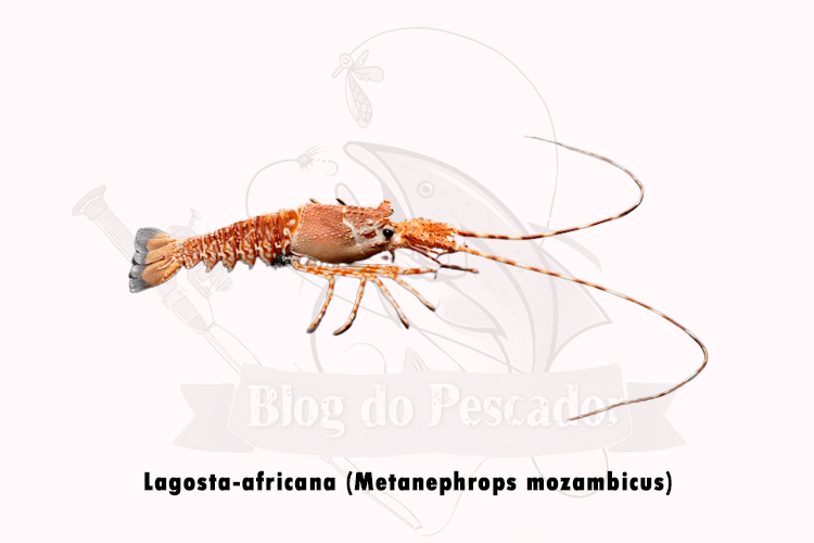 lagosta-africana (metanephrops mozambicus)