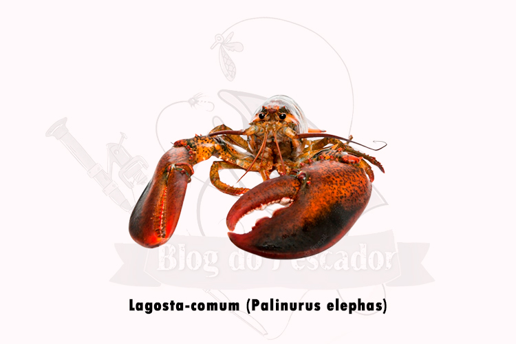 lagosta-comum (palinurus elephas)