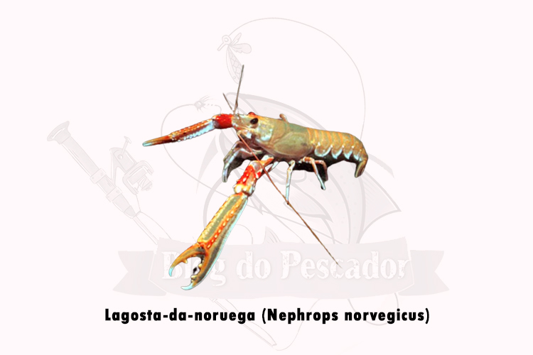 lagosta-da-noruega (nephrops norvegicus)