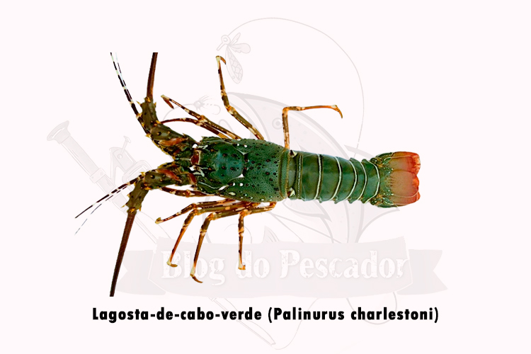 lagosta-de-cabo-verde (palinurus charlestoni)
