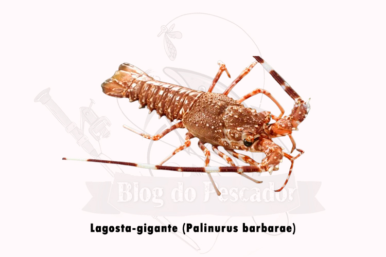 lagosta-gigante (palinurus barbarae )