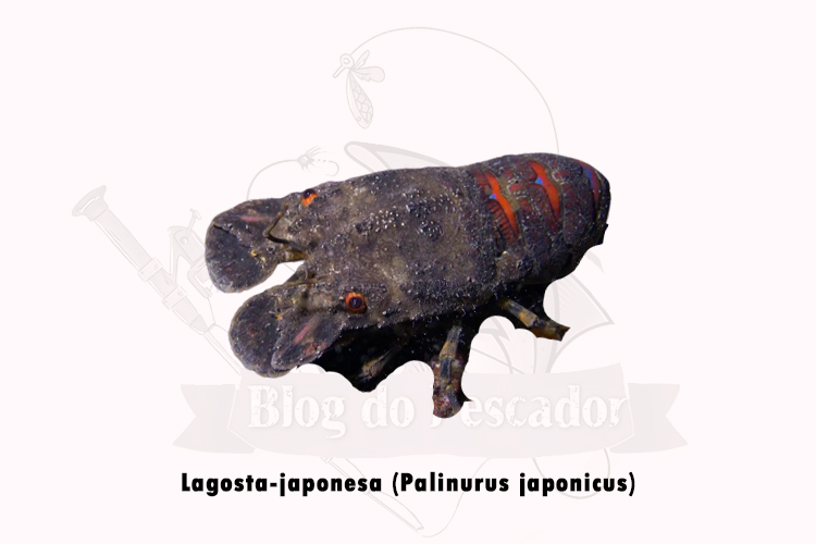 lagosta-japonesa (Palinurus japonicus)