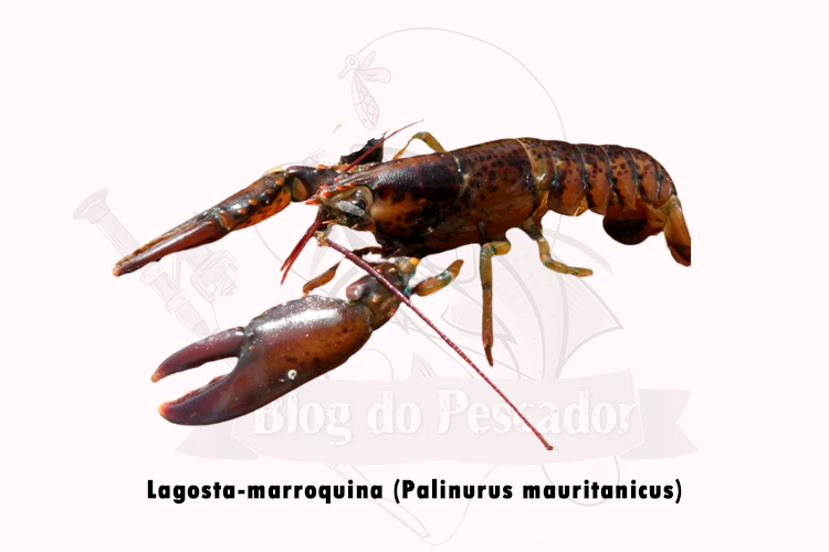 lagosta-marroquina (palinurus mauritanicus)