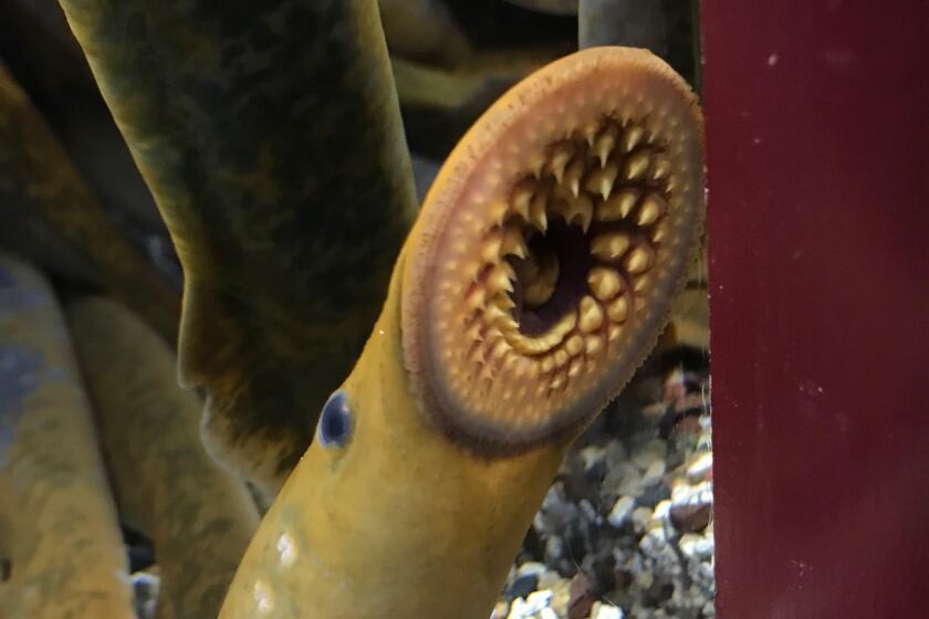 lampreia-marinha