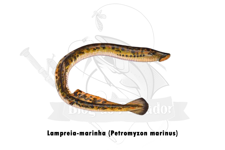 lampreia-marinha (petromyzon marinus)