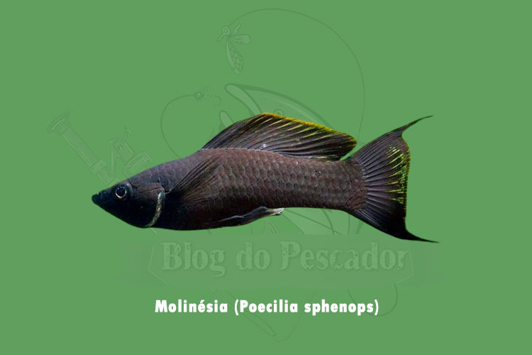 molinesia (poecilia sphenops)