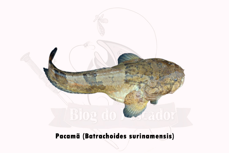pacama (batrachoides surinamensis)