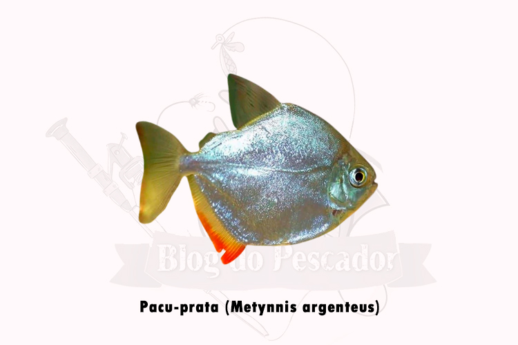 pacu-prata (metynnis argenteus)