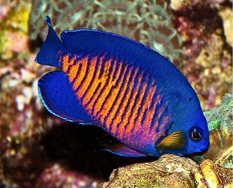 peixe-anjo-coral-beauty