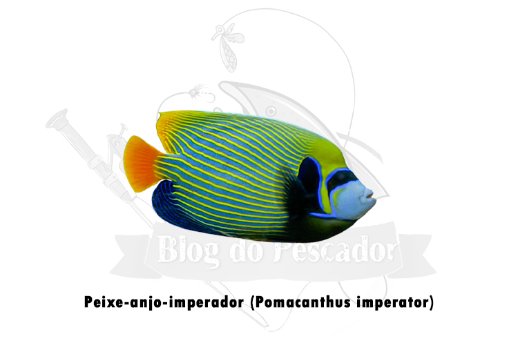 peixe-anjo-imperador (pomacanthus imperator)