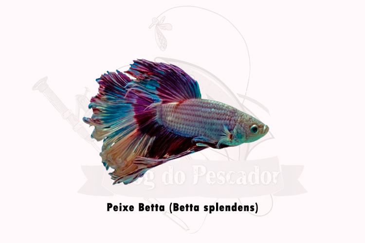 peixe betta (betta splendens)