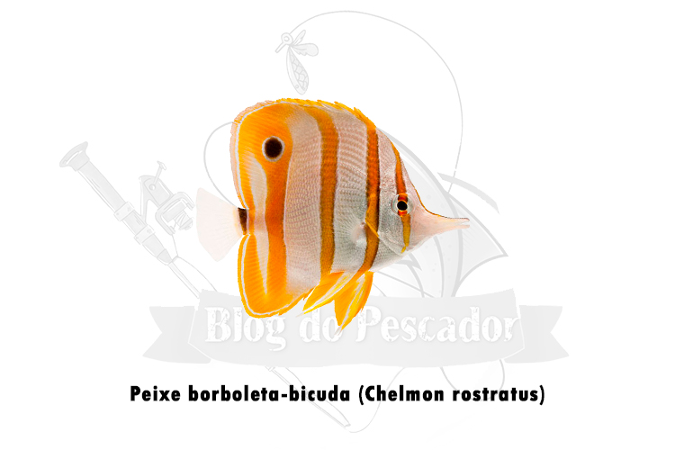 peixe borboleta-bicuda (chelmon rostratus)