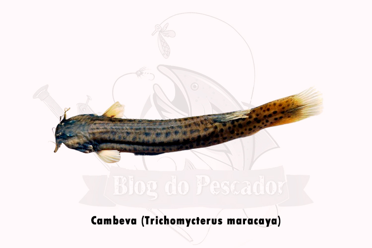  cambeva (trichomycterus maracaya)