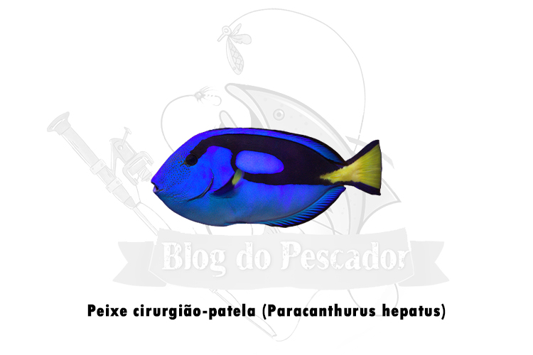 peixe cirurgiao-patela (paracanthurus hepatus)
