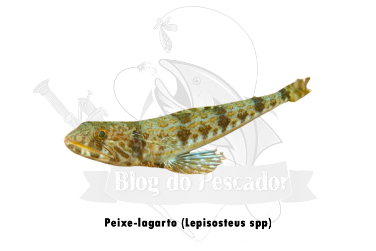 peixe-lagarto (lepisosteus spp.)