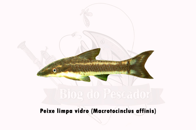 peixe limpa vidro (macrotocinclus affinis)