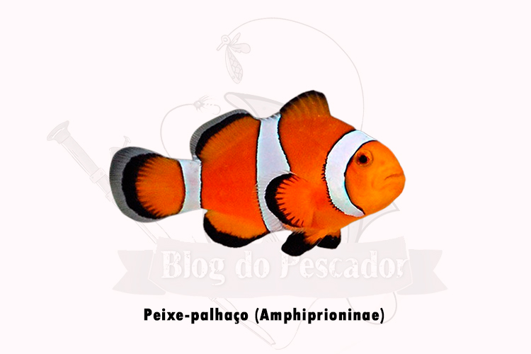 peixe-palhaco (amphiprioninae)