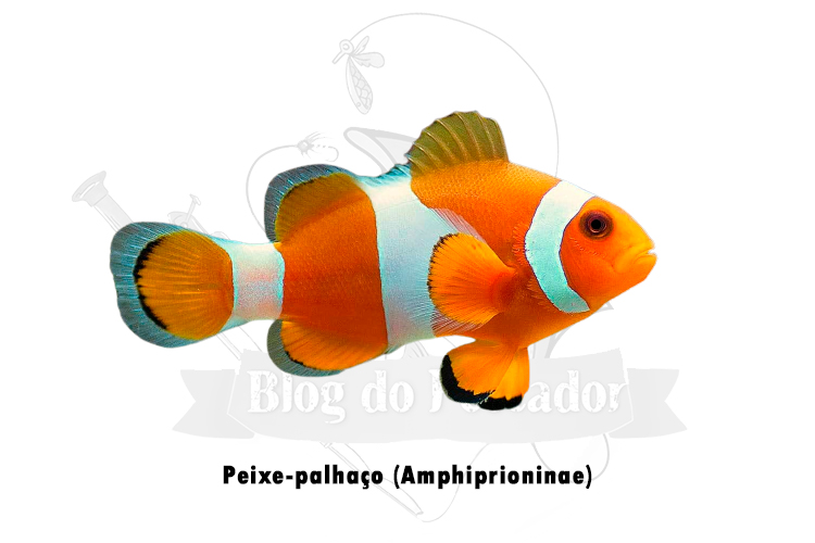 peixe-palhaço (amphiprioninae)