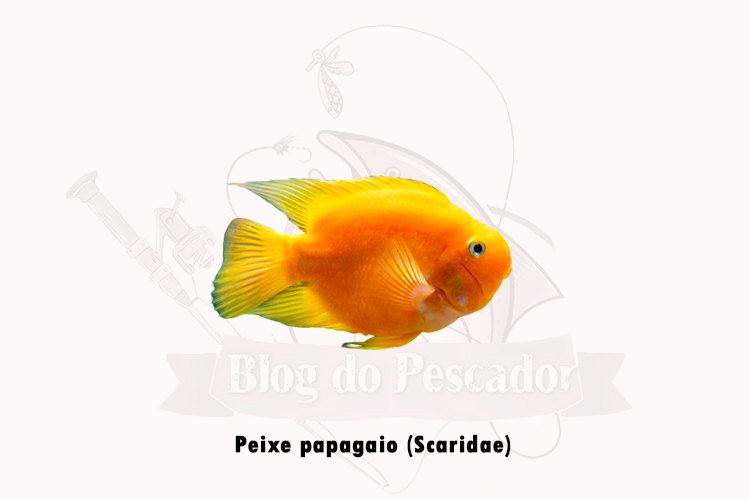 peixe papagaio ( scaridae)