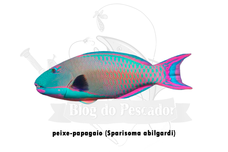 peixe-papagaio (sparisoma abilgardi)